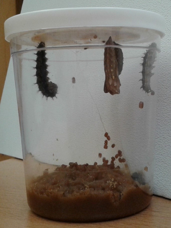 Wir züchten Schmetterlinge 2