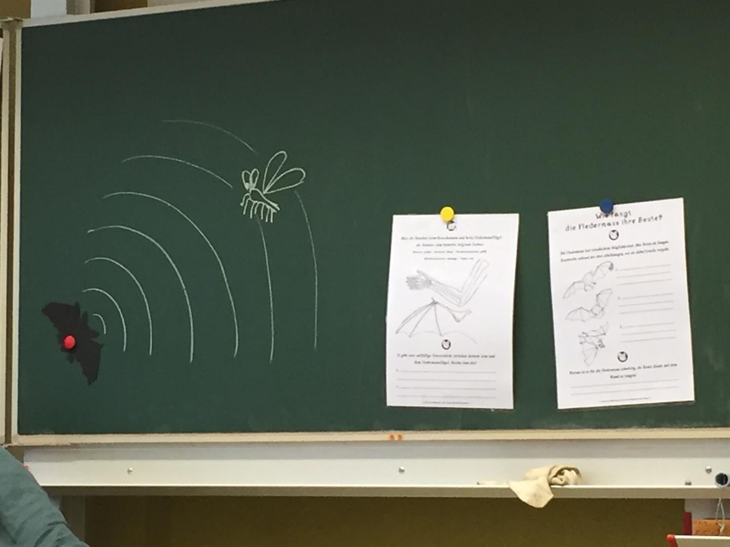 Fledermaus 1 Fledermaus 1