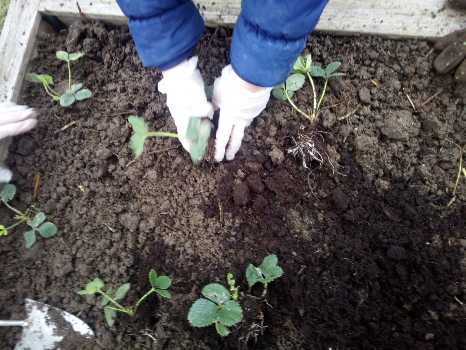 Wir pflanzen Erdbeeren 2