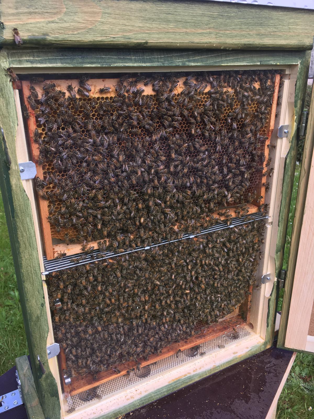 Bienen-Schaukasten 2